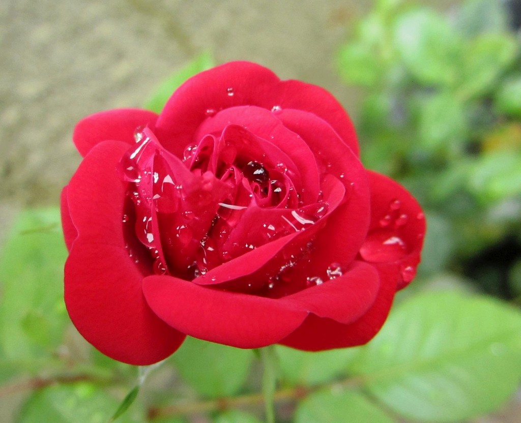 Ruža nakon kiše by vesna0210