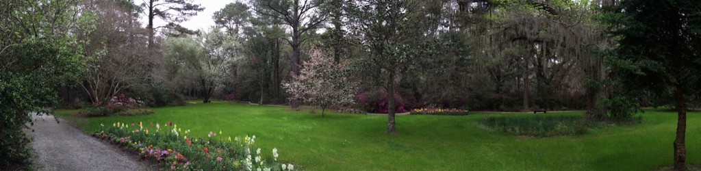 A panoramic view of a section of Magnolia Gardens, Charleston, SC by congaree