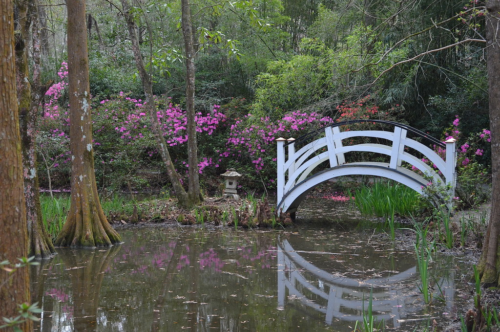 Spring at Magnolia Gardens, Charleston, SC by congaree