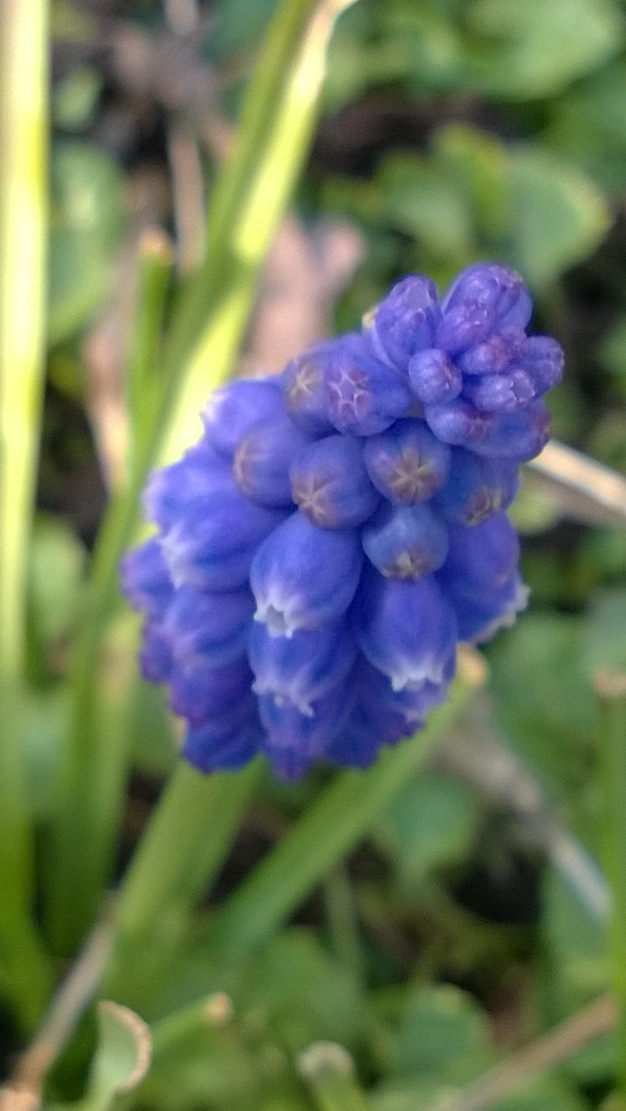 Blue Hyacinth  by cataylor41