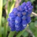 Blue Hyacinth  by cataylor41