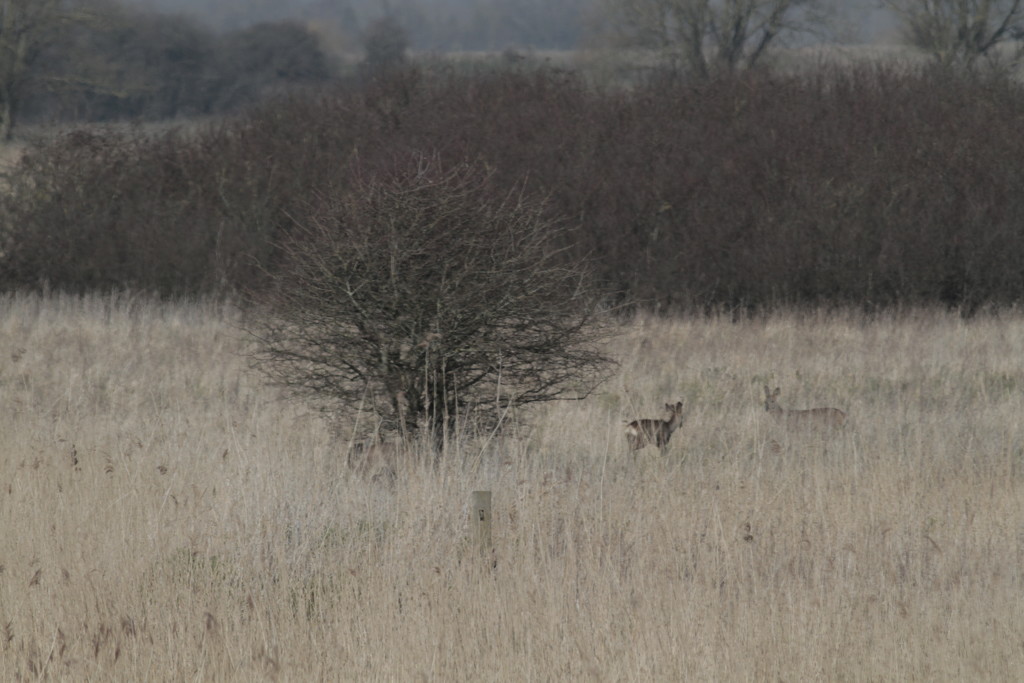 Spot The Two Deer by davemockford