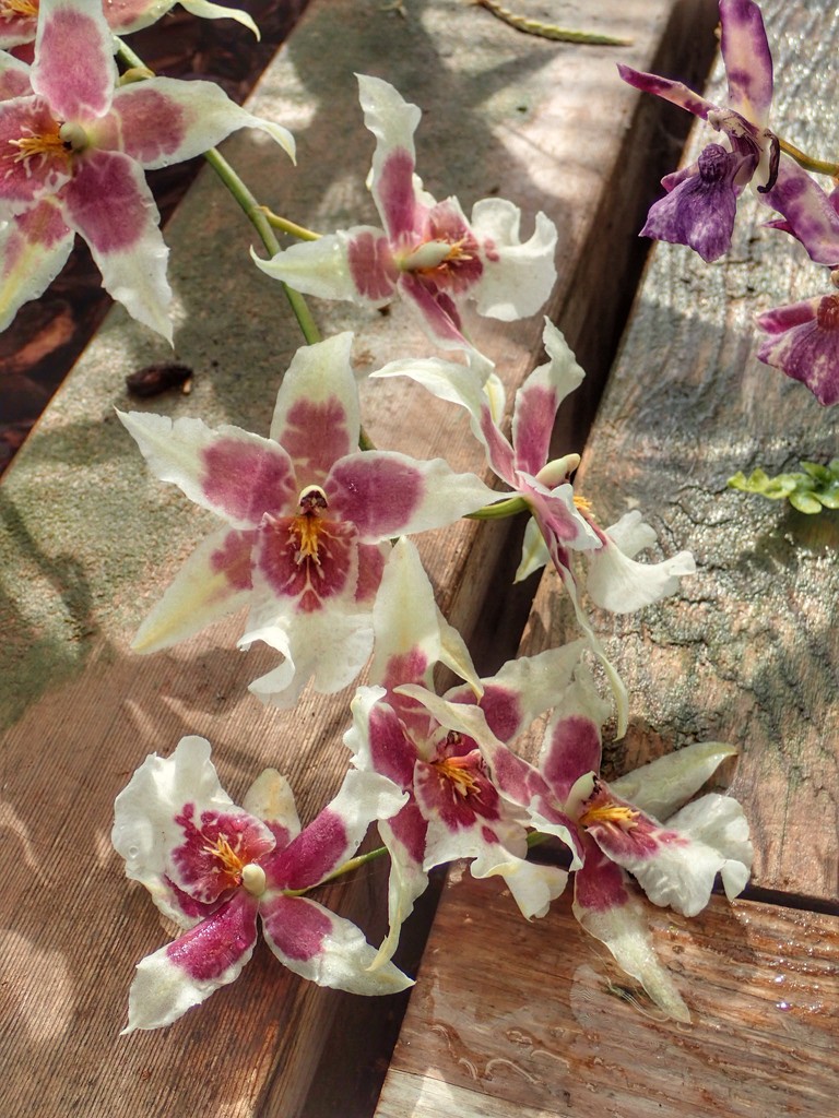 Orchids by mattjcuk