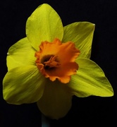 22nd Mar 2016 - Daffodil