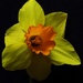 Daffodil by flowerfairyann