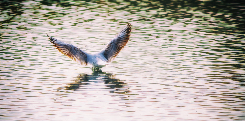 Gull landing on the River Bure by manek43509