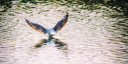 22nd Mar 2016 - Gull landing on the River Bure