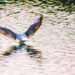 Gull landing on the River Bure by manek43509
