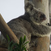 tree huggers by koalagardens