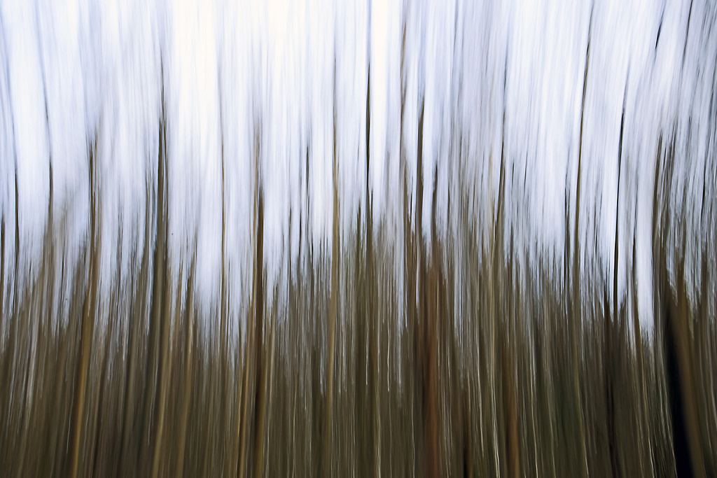 Silver Birch Trees by megpicatilly