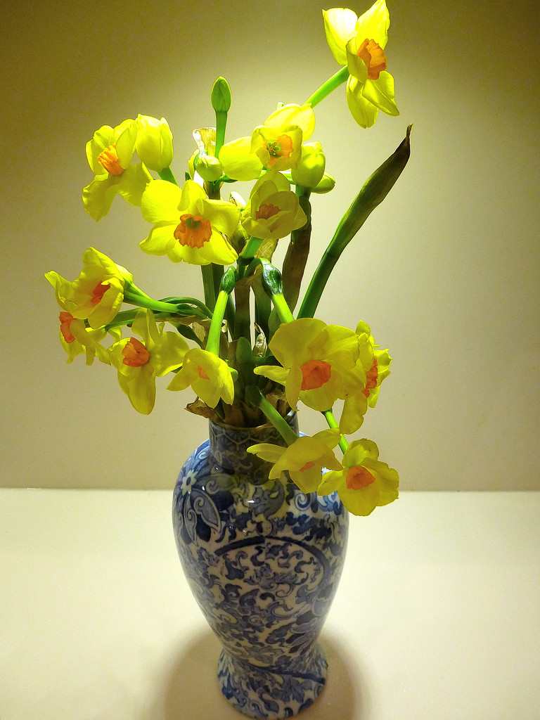 Daffodil,Narcissus in a blue vase....  by snowy