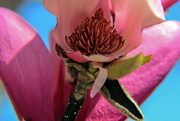 22nd Mar 2016 - Ever Look Inside a Magnolia Tulip Bloom?