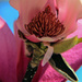 Ever Look Inside a Magnolia Tulip Bloom? by milaniet