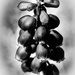 When Grape Turns Black by milaniet