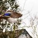 Duck in flight by nicoleterheide