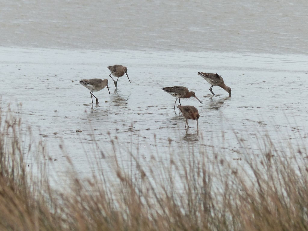 Black Tailed Godwits by susiemc