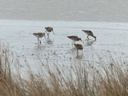 22nd Mar 2016 - Black Tailed Godwits