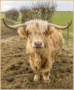 23rd Mar 2016 - Highland Cow