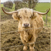 Highland Cow by pcoulson