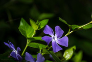 23rd Mar 2016 - Lovely periwinkle