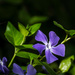 Lovely periwinkle by evalieutionspics