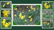 23rd Mar 2016 - A host of golden daffodils.