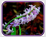 19th Mar 2016 - Hyacinth in the Rain