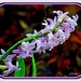 Hyacinth in the Rain by vernabeth