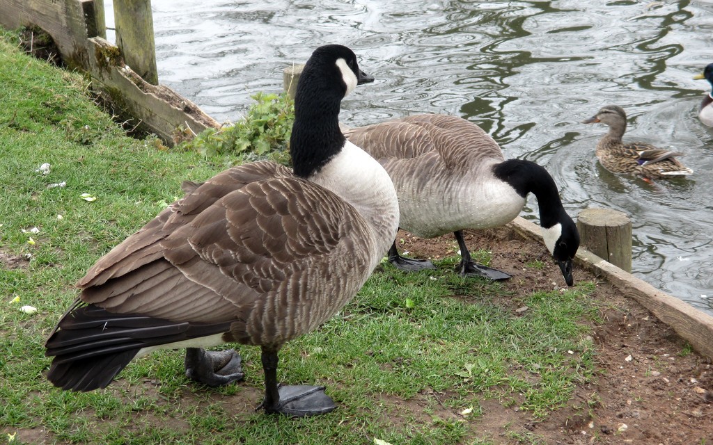 Canada Geese at Mildenhall by g3xbm