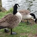 Canada Geese at Mildenhall by g3xbm
