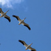 0320_0581 Pelicans by pennyrae