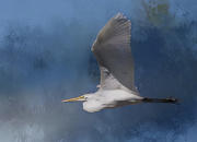 23rd Mar 2016 - White Egret Soaring with texture
