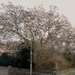 Magnificent Magnolia by davemockford