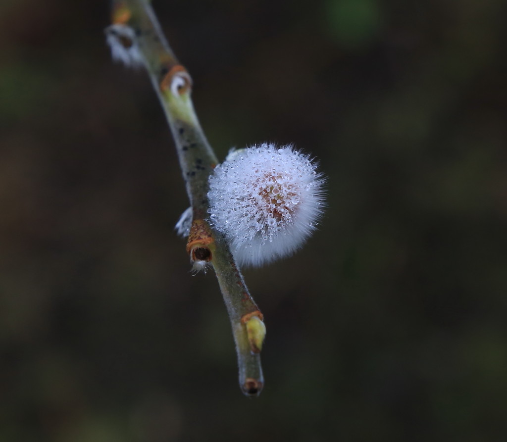 Catkin by lifeat60degrees