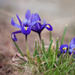 First signs of Spring by kiwichick