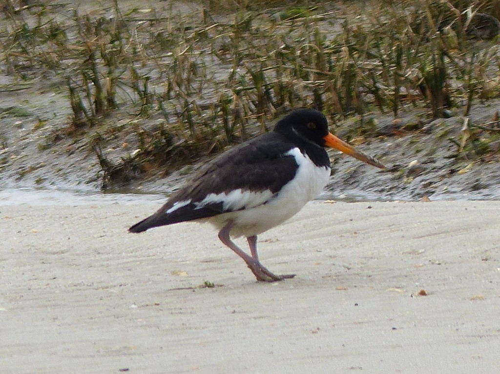 Oyster Catcher by susiemc