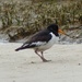 Oyster Catcher by susiemc