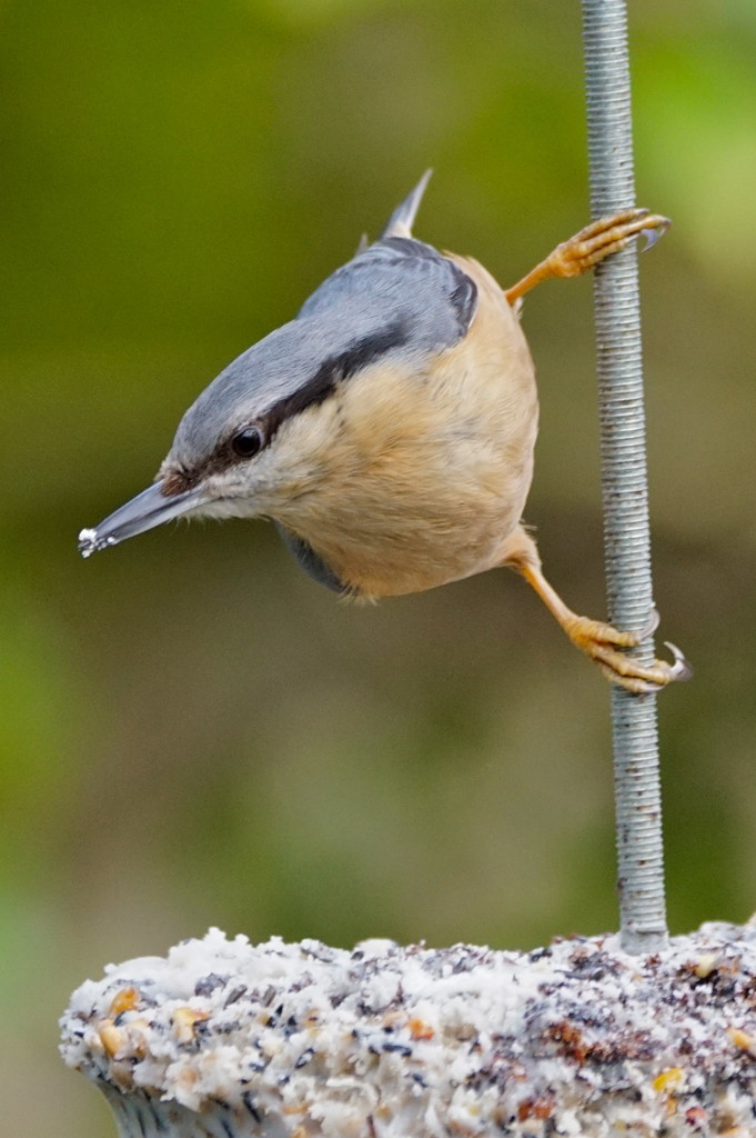 HIGH WIRE ACT by markp