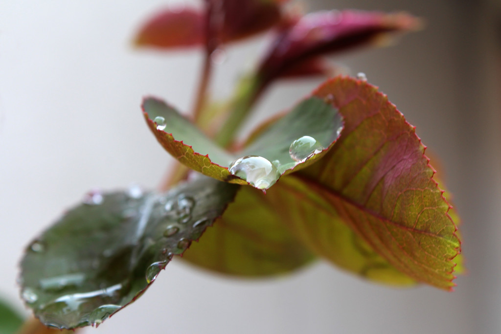 Droplets of life by cherrymartina