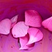 Pink by daffodill