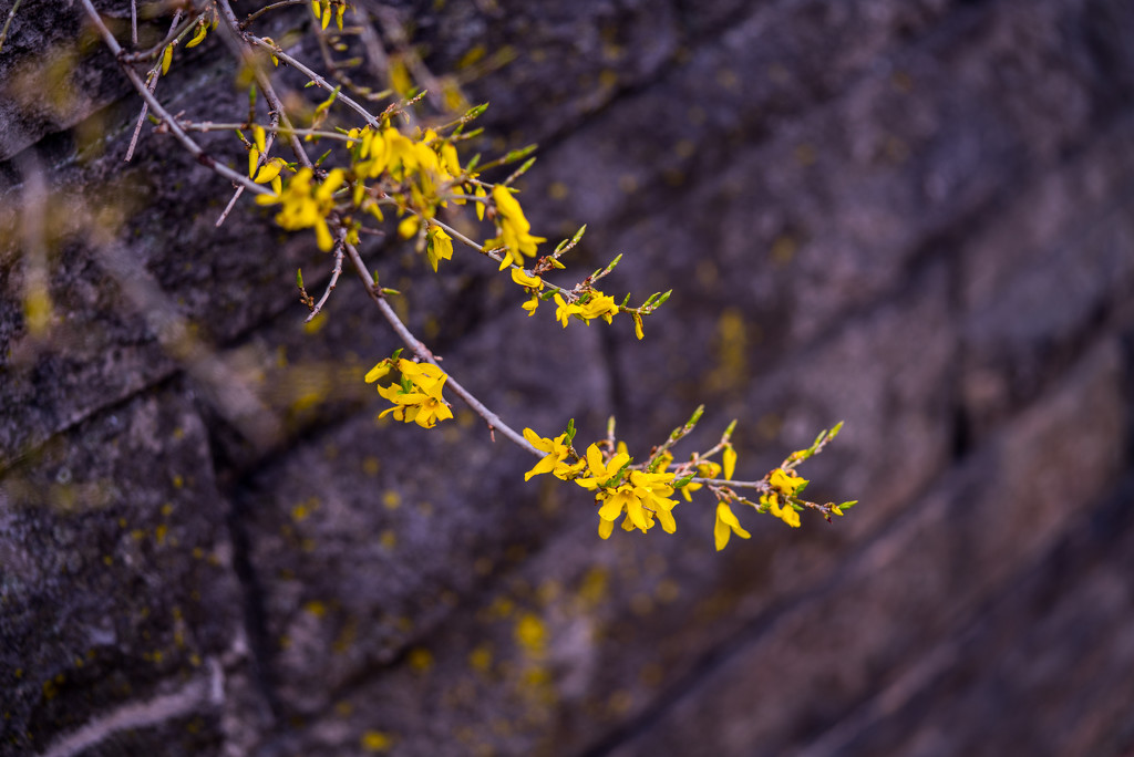Flowering Yellow Tree Along Brick Wall by rminer