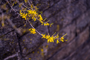23rd Mar 2016 - Flowering Yellow Tree Along Brick Wall