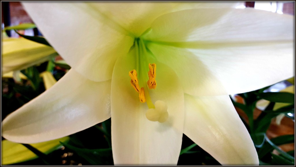 Easter Lily by jo38
