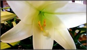 23rd Mar 2016 - Easter Lily