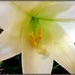 Easter Lily by jo38
