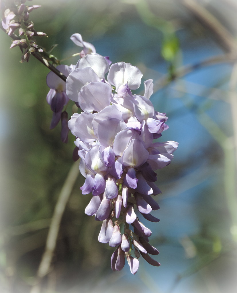 Dreaming of Wisteria by homeschoolmom