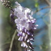 Dreaming of Wisteria by homeschoolmom