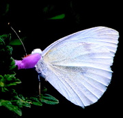 22nd Mar 2016 - White butterfly