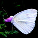 White butterfly by kiwinanna