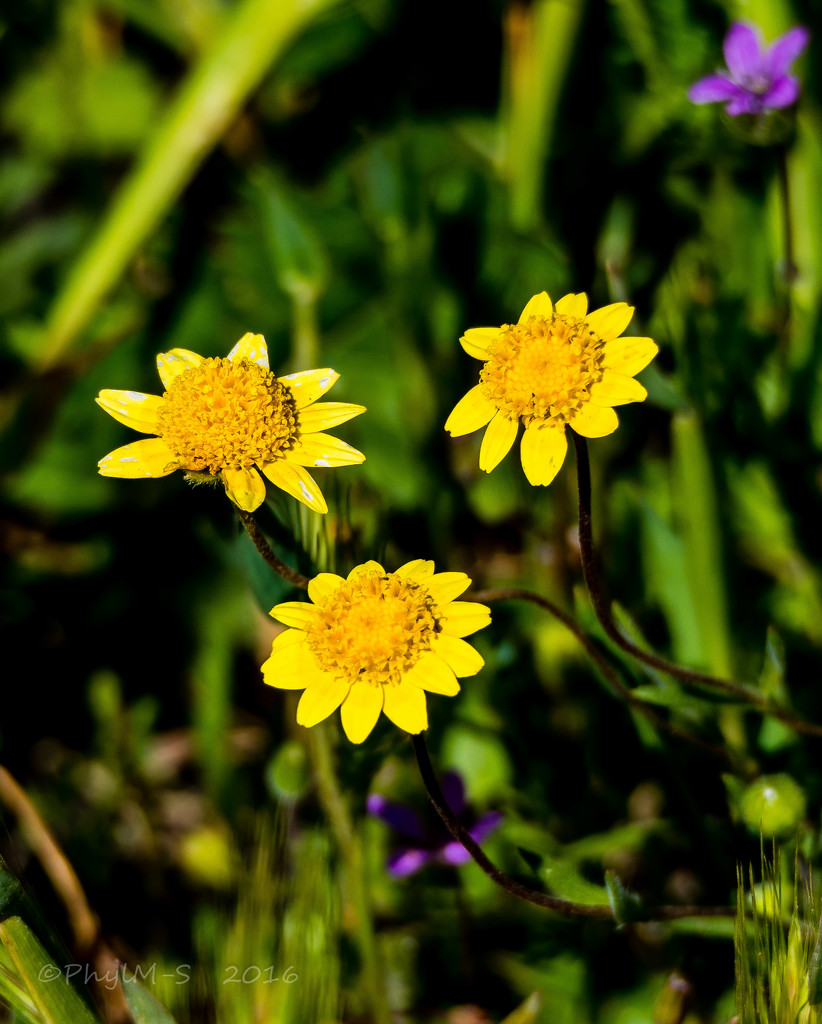 Another Variety of Wild Flower Creating the Yellow Blanket by elatedpixie